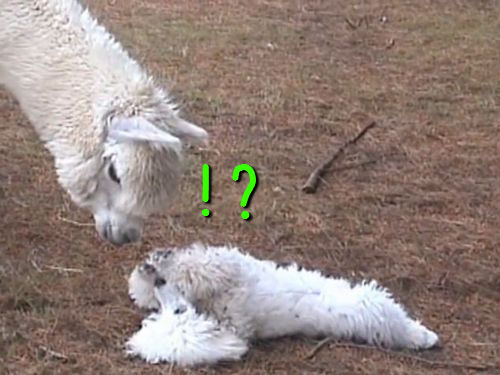 アルパカとプードル