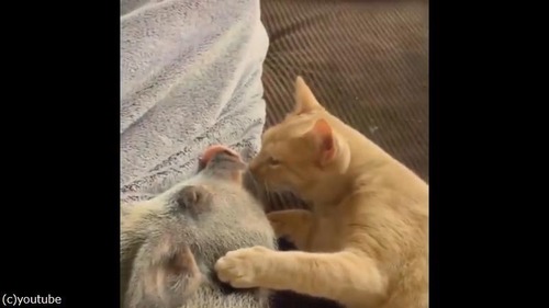 ǭ���֥��ˤ��ܳФ�Υ��奦03