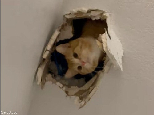 天井の穴から猫