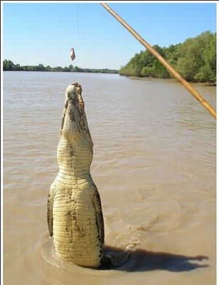 釣られるワニ01