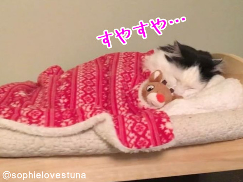 猫のソフィちゃんは毎晩こうやって寝る00