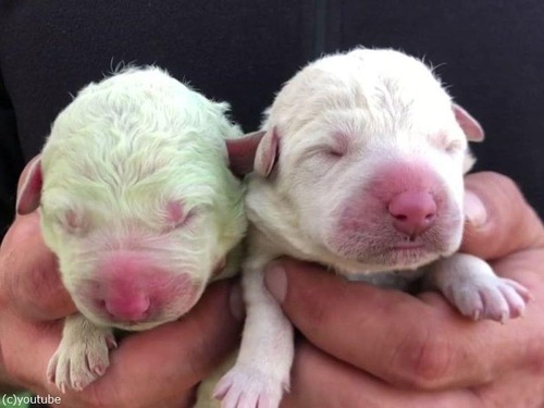 �п��λҸ����ԥ���������̿̾02