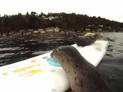 サーフボードで遊ぶアザラシの赤ちゃん01