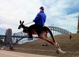 動物ライダー18