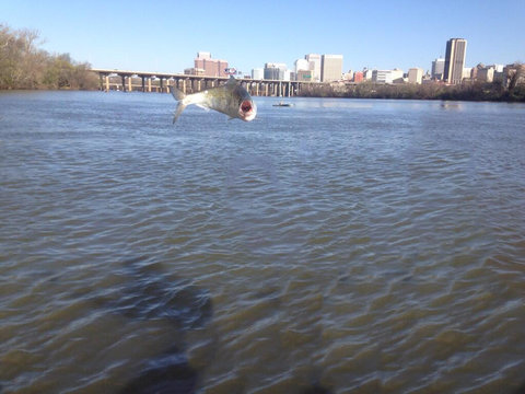 とても写真写りのいい魚04