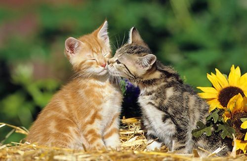 かわいすぎ注意 いろんな動物たちの熱烈キス15 らばq かわいすぎ注意 いろんな動物たちの熱烈キス15 らばq