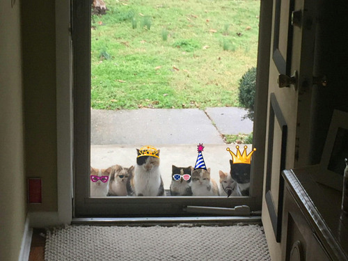 野良猫が家族を連れてきた03