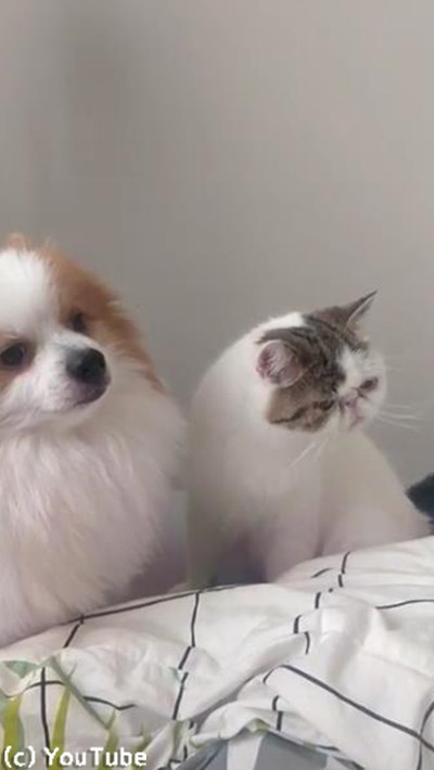 ǭ�ؤΰ���ɽ�����㤷�᤮����04