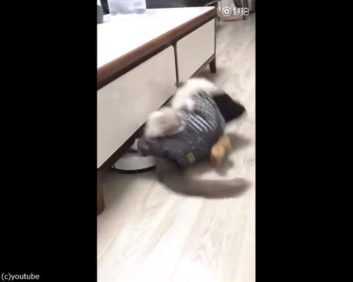 ����ǭ�ˤޤ����Υϥץ˥�03