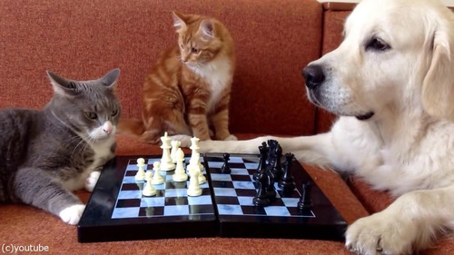 猫がチェスの審判をすると…01
