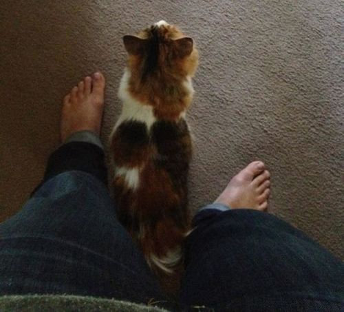 帰宅したら…見知らぬ猫がいる07