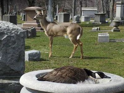 ガチョウの巣を守るシカ00