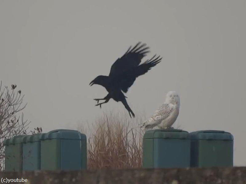 フクロウとカラスの2羽がゴルフ場で交流していた 動画 らばq フクロウとカラスの2羽がゴルフ場で交流していた 動画 らばq
