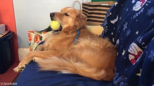 まだまだ遊びたいのに…眠気と戦うワンコ02