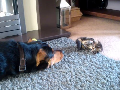 子猫と遊びたい犬…でも大きさが違い過ぎて01