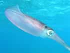 異常な愛し方や子作り法をする動物・生物01