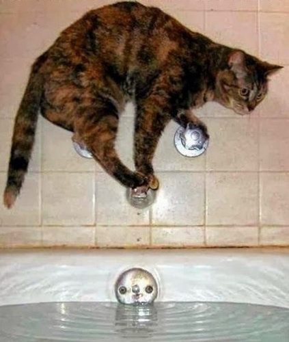 チャレンジャーな猫15