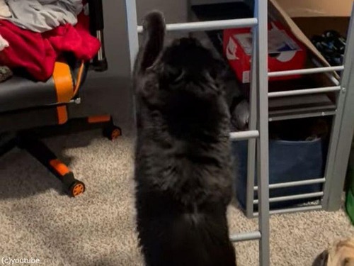ハシゴを起用に上る猫