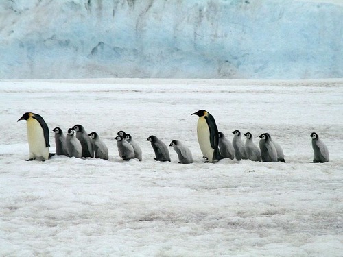 南極のペンギンを5倍速で再生