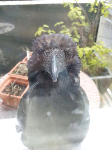 06真正面、ドアップで写る動物たち