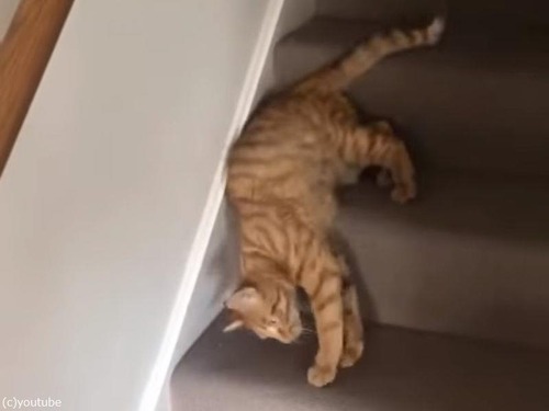 階段をずり落ちる猫