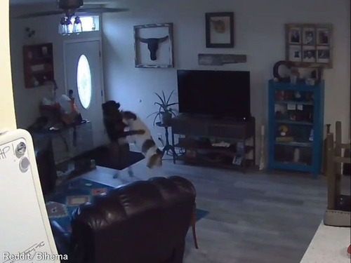 留守中に激しく遊んでた犬2匹「ヤバい、壁に穴が空いちゃった！」