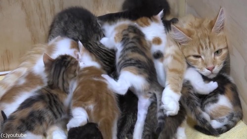 14匹の子猫を育てるママ猫04