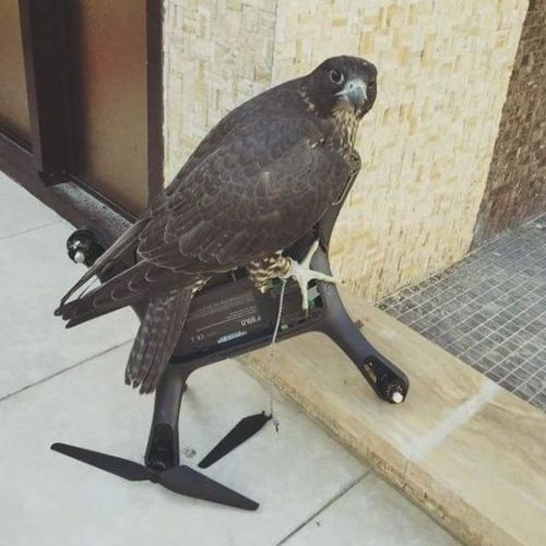 ハヤブサVSドローン01