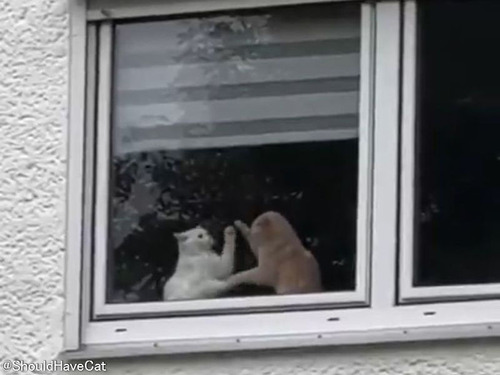 窓の横で…猫2匹が愉快なパフォーマンスを繰り広げていた