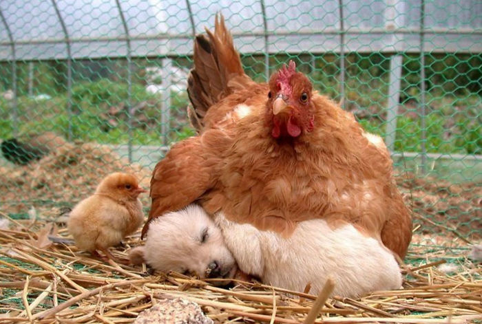 他の動物を育てるニワトリのママ 愛にあふれた写真いろいろ らばq 他の動物を育てるニワトリのママ 愛にあふれた写真いろいろ らばq