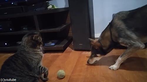 ボールで遊びたい犬と猫03