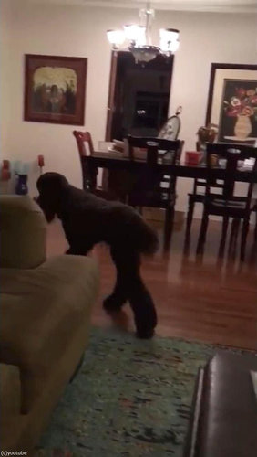 テレビが消えると「よいこは寝る時間」と自室に戻る犬03