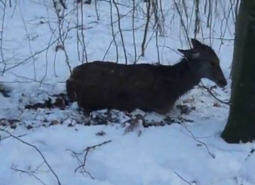 湖に落ちた鹿を救助03