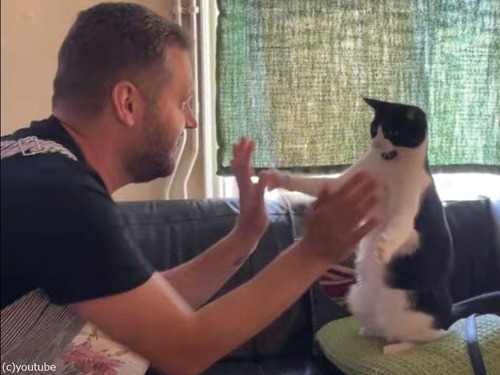 手遊びに付き合ってくれる猫