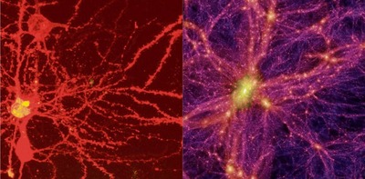 脳のニューロン
