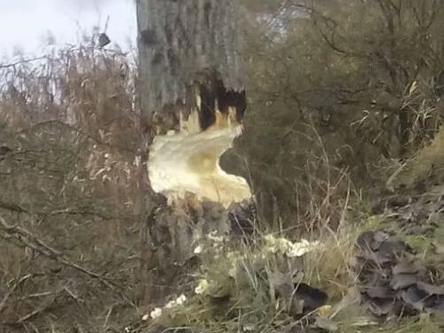 ドイツでビーバーの被害02