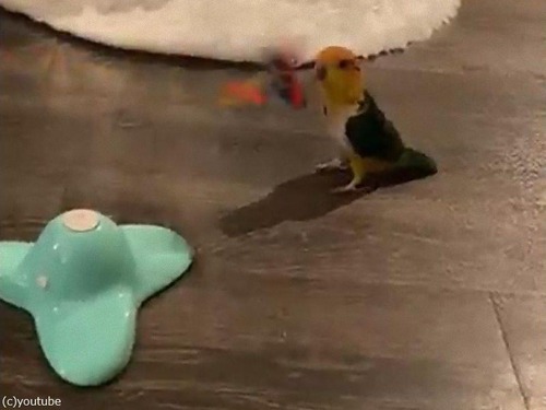 猫のおもちゃに翻弄されるインコ