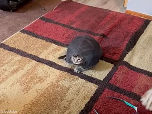 猫のような亀のような生き物