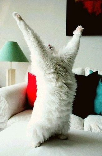 18二足立ち(直立)する動物