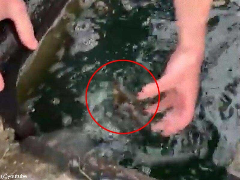 排水溝にカモのヒナ鳥が落ちていたので救出 家族と合流する 動画 らばq