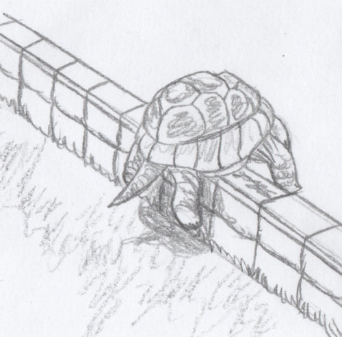 亀が脱出02