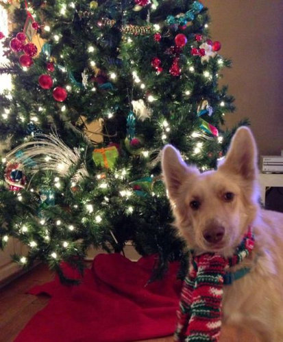 子犬を拾った26