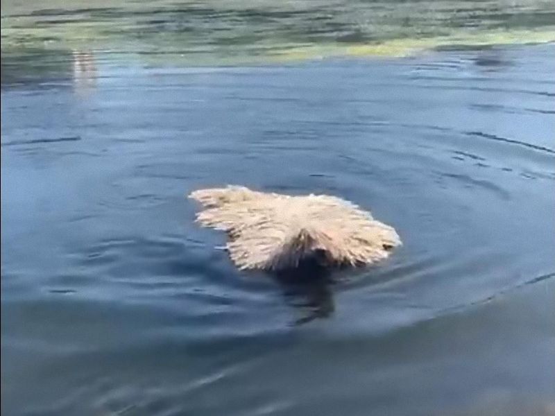 モップが川で泳いでる よく見ると犬だった 動画 らばq モップが川で泳いでる よく見ると犬だった 動画 らばq