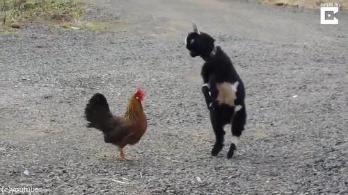 �İ����Хȥ롡�˥�ȥ�VS�䥮02