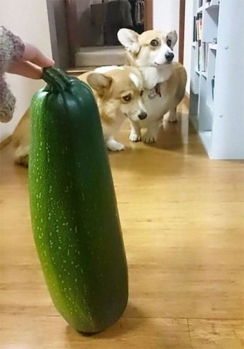 怖がりの犬15