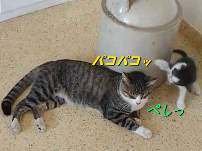 圧倒的な防御力をほこる猫_s
