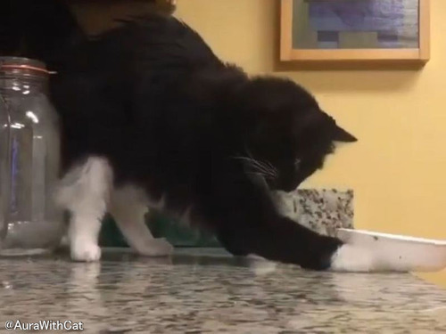 「ギリギリの寸止め!?」物を落とすときはじっくり派の猫