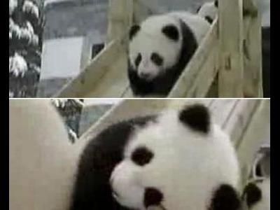 すべるパンダが反則的にかわいい