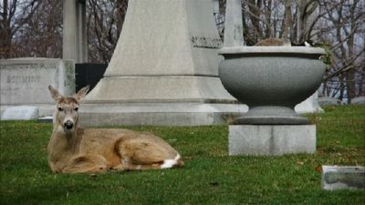 ガチョウの巣を守るシカ02