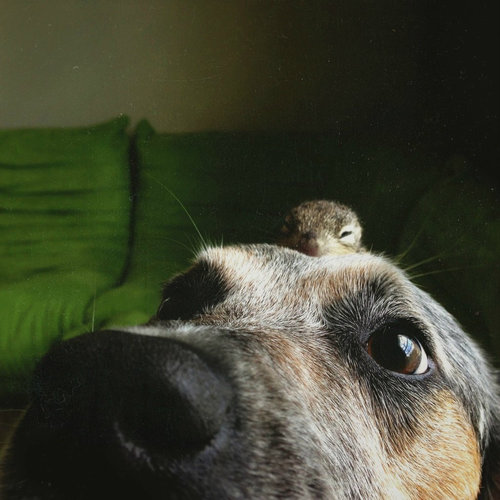 生後5週間のリス05